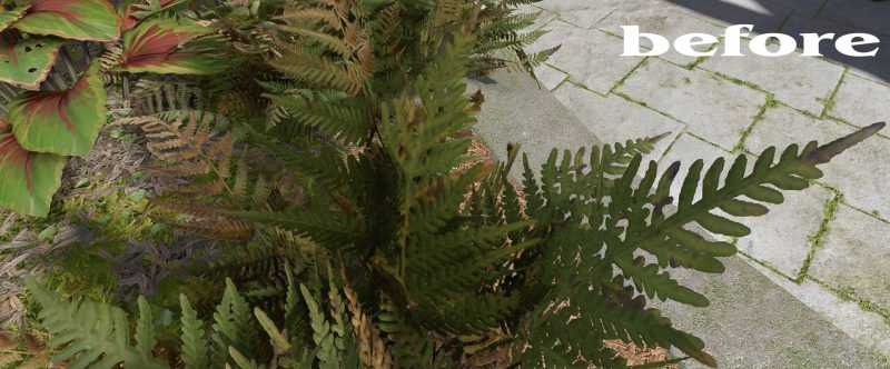 Fern HD