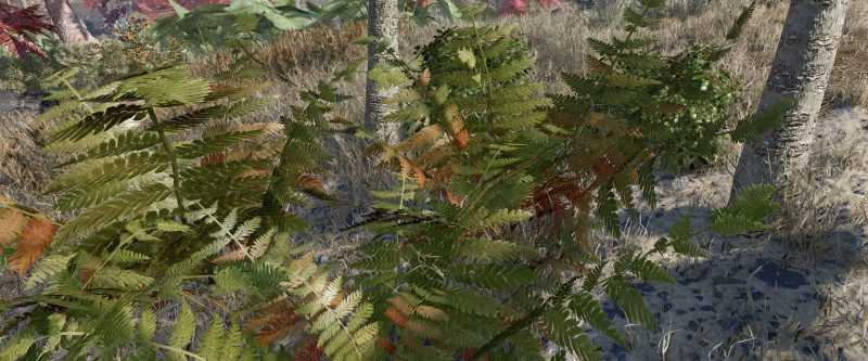 Fern HD