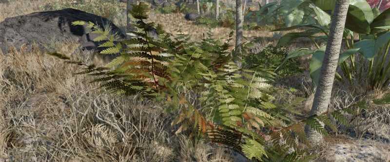 Fern HD